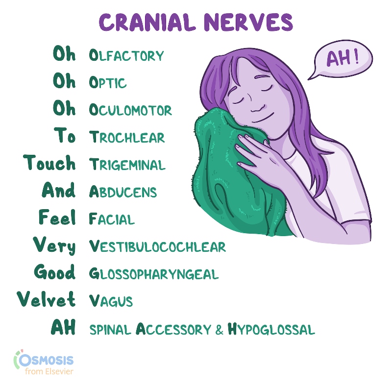 Olfactory (I)
Optic (II)
Oculomotor (III)
Trochlear (IV)
Trigeminal (V)
Abducens (VI)
Facial (VII)
Vestibulocochlear (VIII)
Glossopharyngeal (IX)
Vagus (X)
Accessory (XI)
Hypoglossal (XII)